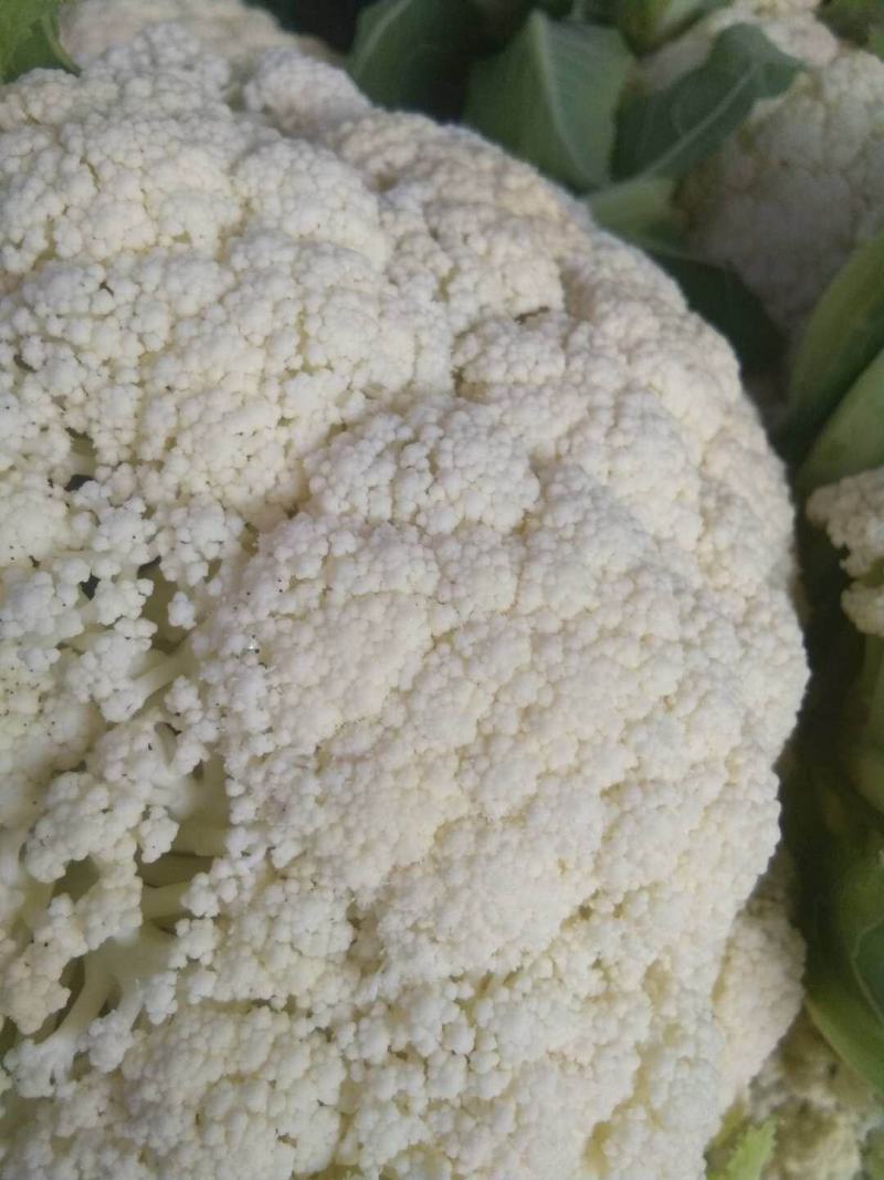 65，80，90，108天有机花菜苗，松花菜苗，散花苗