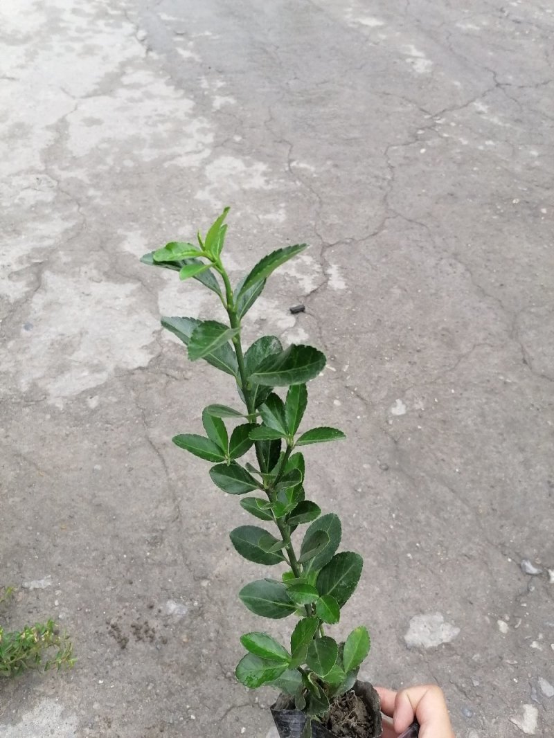 出售万年青，万年青小杯苗，大叶黄杨