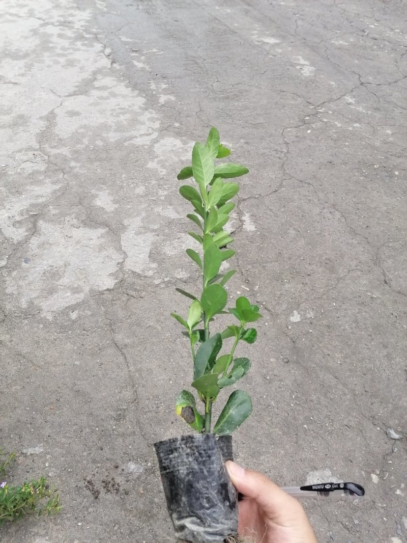 出售万年青，万年青小杯苗，大叶黄杨