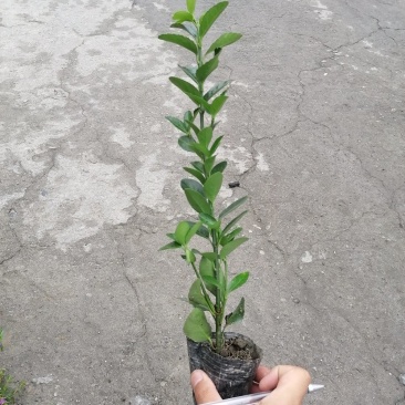 出售万年青，万年青小杯苗，大叶黄杨