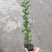 出售万年青，万年青小杯苗，大叶黄杨
