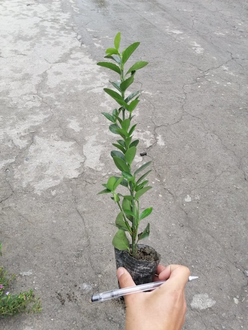 出售万年青，万年青小杯苗，大叶黄杨