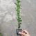 出售万年青，万年青小杯苗，大叶黄杨