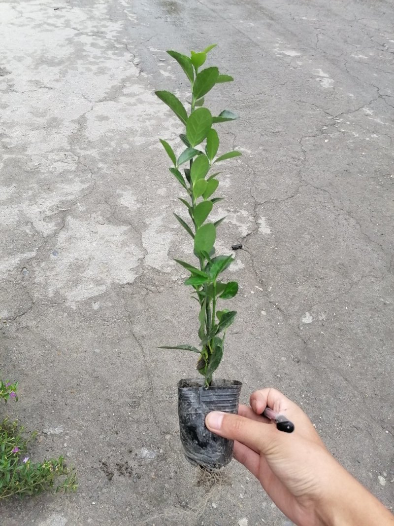 出售万年青，万年青小杯苗，大叶黄杨