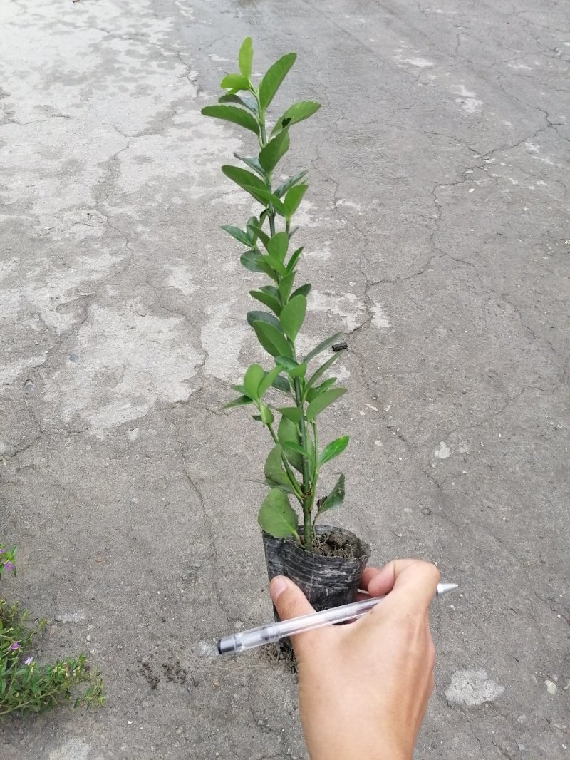 出售万年青，万年青小杯苗，大叶黄杨
