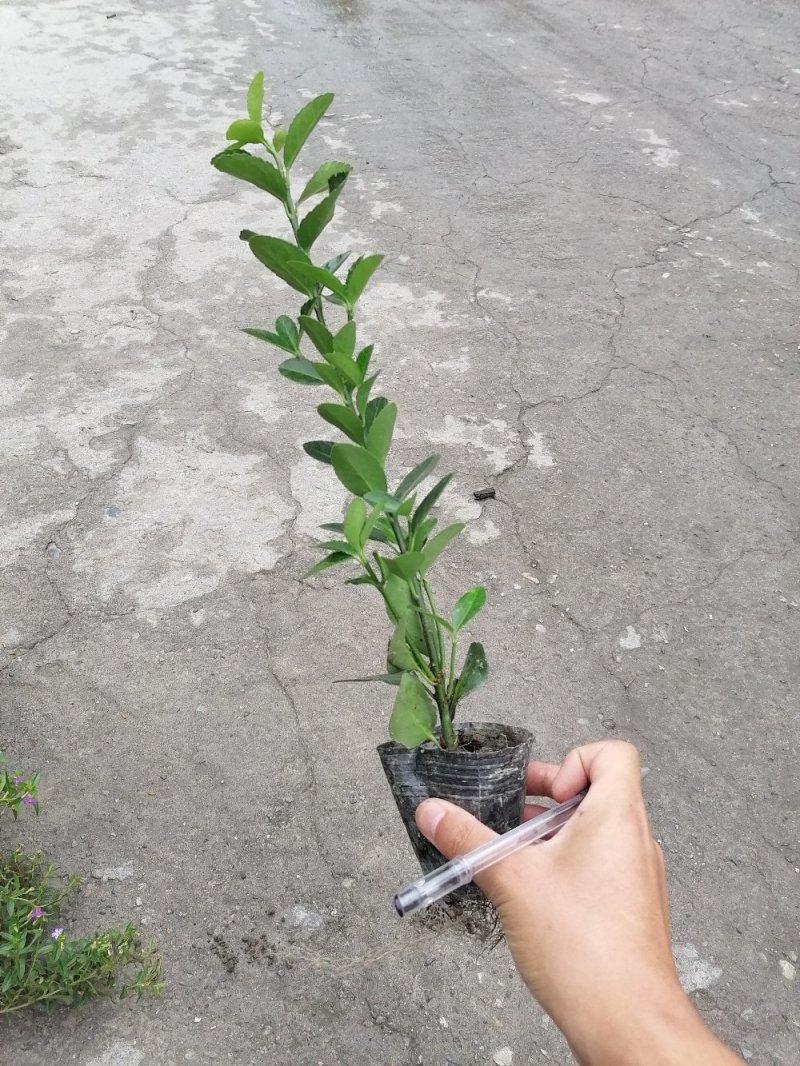 出售万年青，万年青小杯苗，大叶黄杨