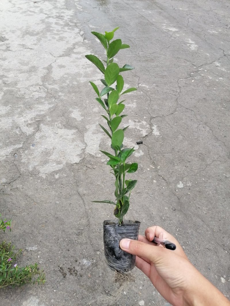 出售万年青，万年青小杯苗，大叶黄杨