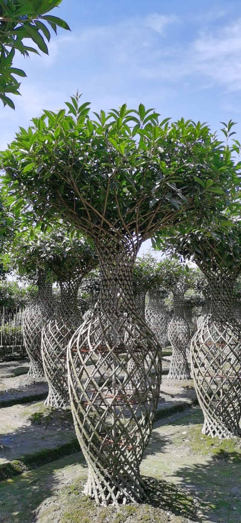 桂花造型，1.2—1.8米桂花花瓶，桂花美人瓶