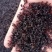 正品黑蚂蚁纯拟黑多刺黑蚂蚁酸味十足纯干广西黑蚂蚁