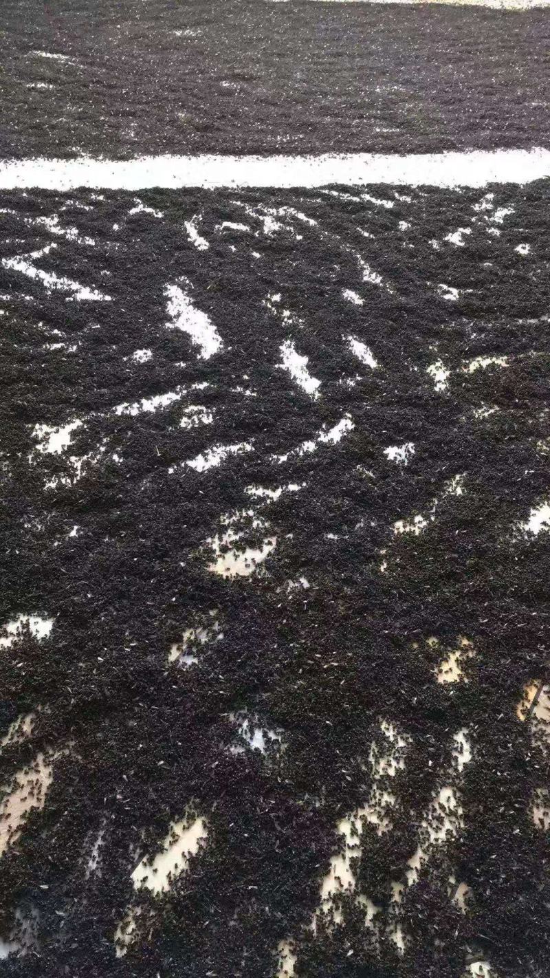 正品黑蚂蚁纯拟黑多刺黑蚂蚁酸味十足纯干广西黑蚂蚁