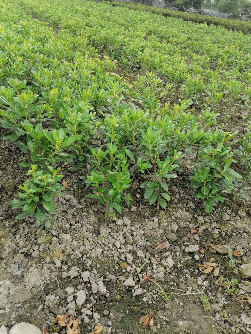 出售海桐苗，精品海桐地苗