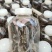 【闽之宝】金线莲种苗8~10cm瓶苗母苗