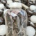 【闽之宝】金线莲种苗8~10cm瓶苗母苗