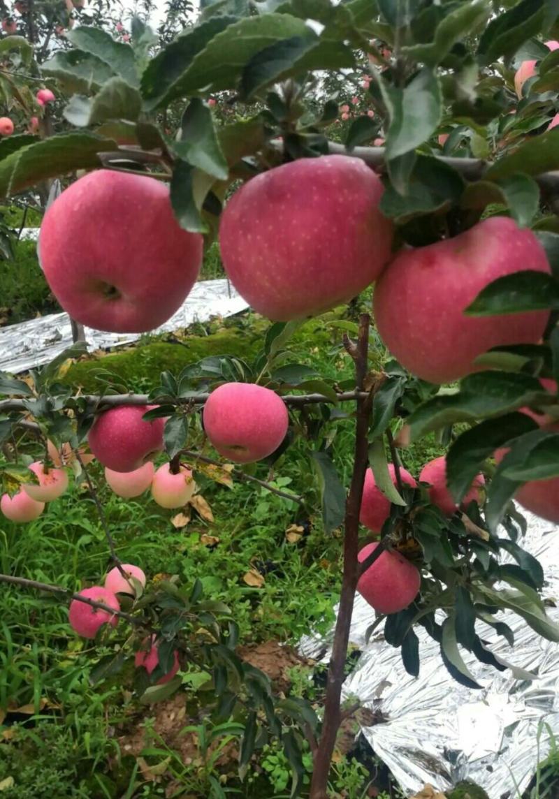万亩果园陕西高原纸袋秦艳苹果产地直销可视频看货