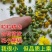 筛选野菊花250g500g野黄菊花可做野菊花枕头