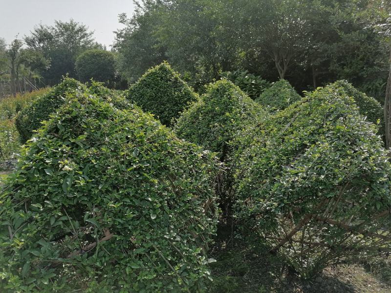 女贞方块造型成都基地大量供应，女贞方块造型价格