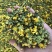 筛选野菊花250g500g野黄菊花可做野菊花枕头