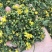筛选野菊花250g500g野黄菊花可做野菊花枕头