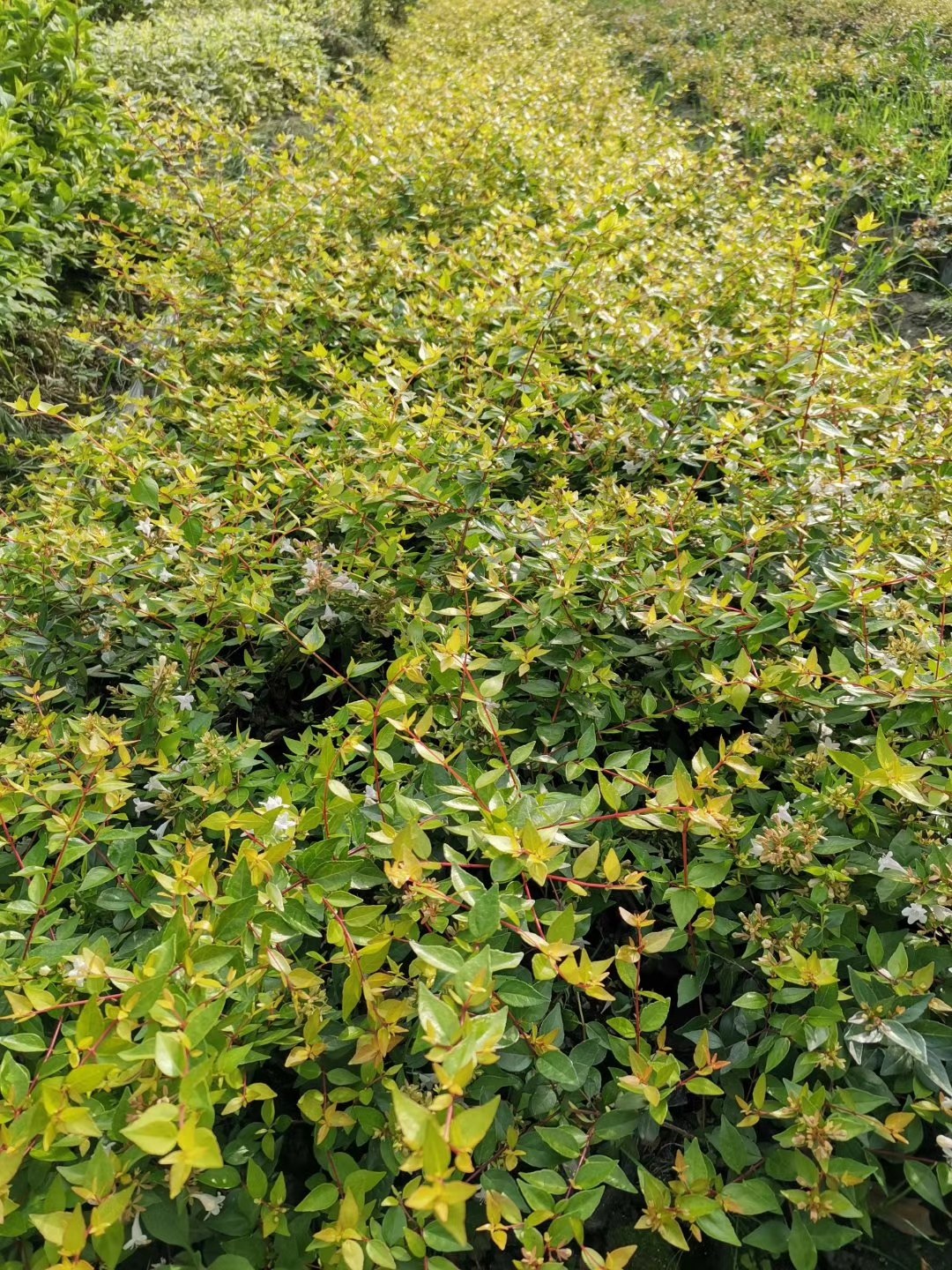 金边大花六道木加伦杯4050公分高成都基地