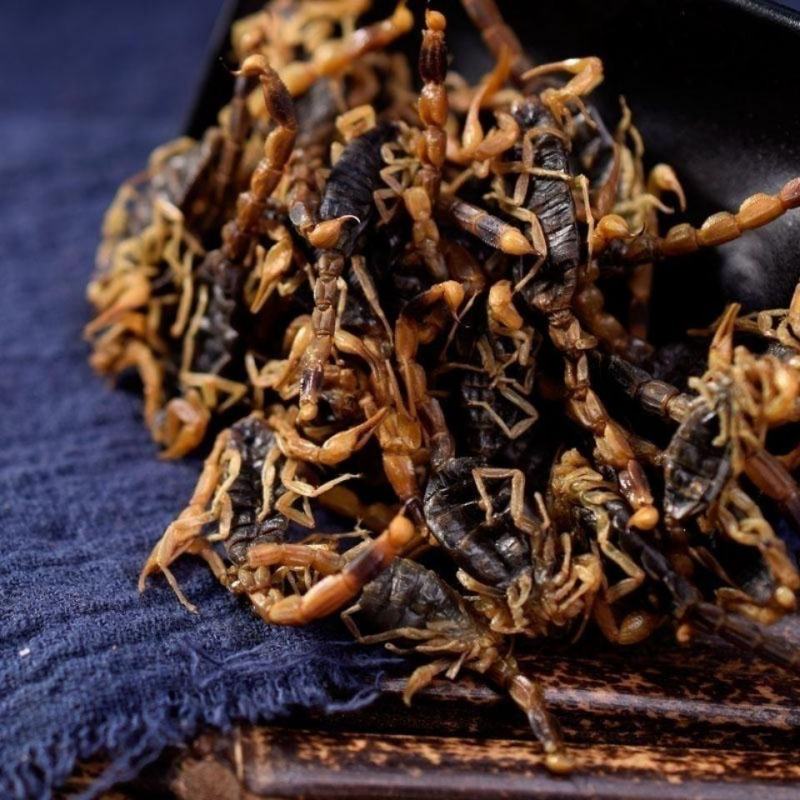 中药材新货全蝎蝎子干清水蝎子药用全蝎干七八成干