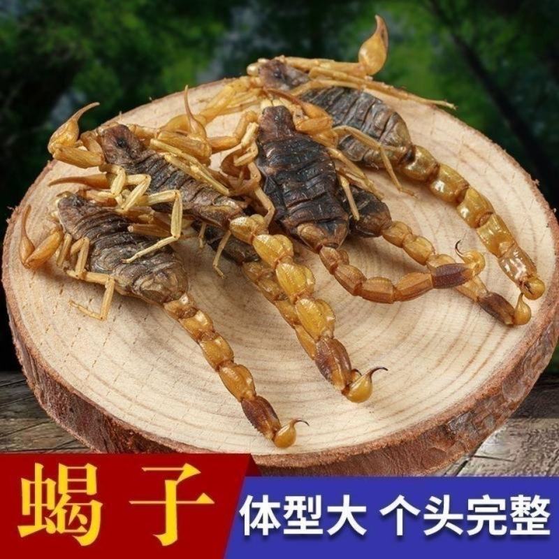 中药材新货全蝎蝎子干清水蝎子药用全蝎干七八成干
