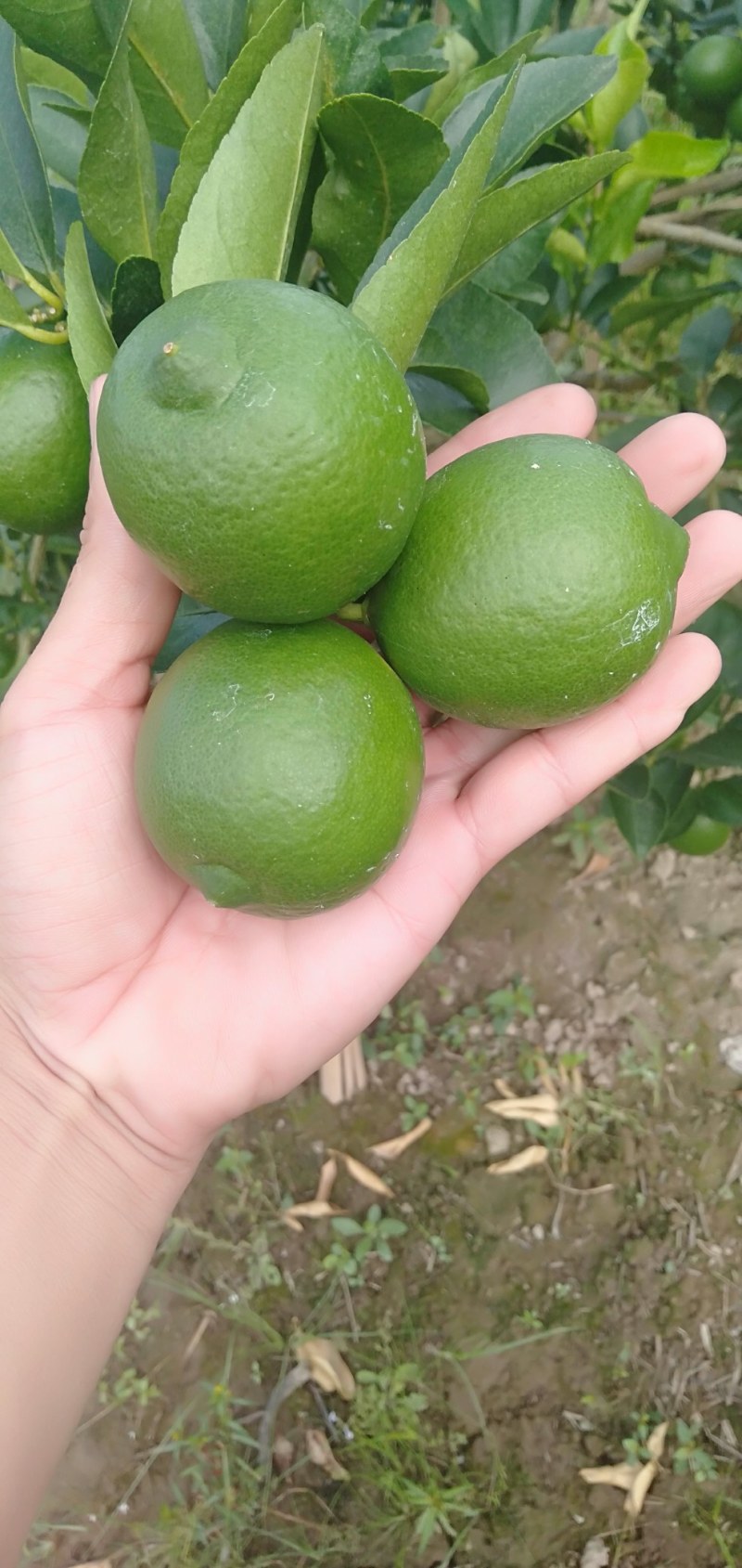 万州青柠檬孕妇水果奶茶店榨汁专用自产自销支持一件代发