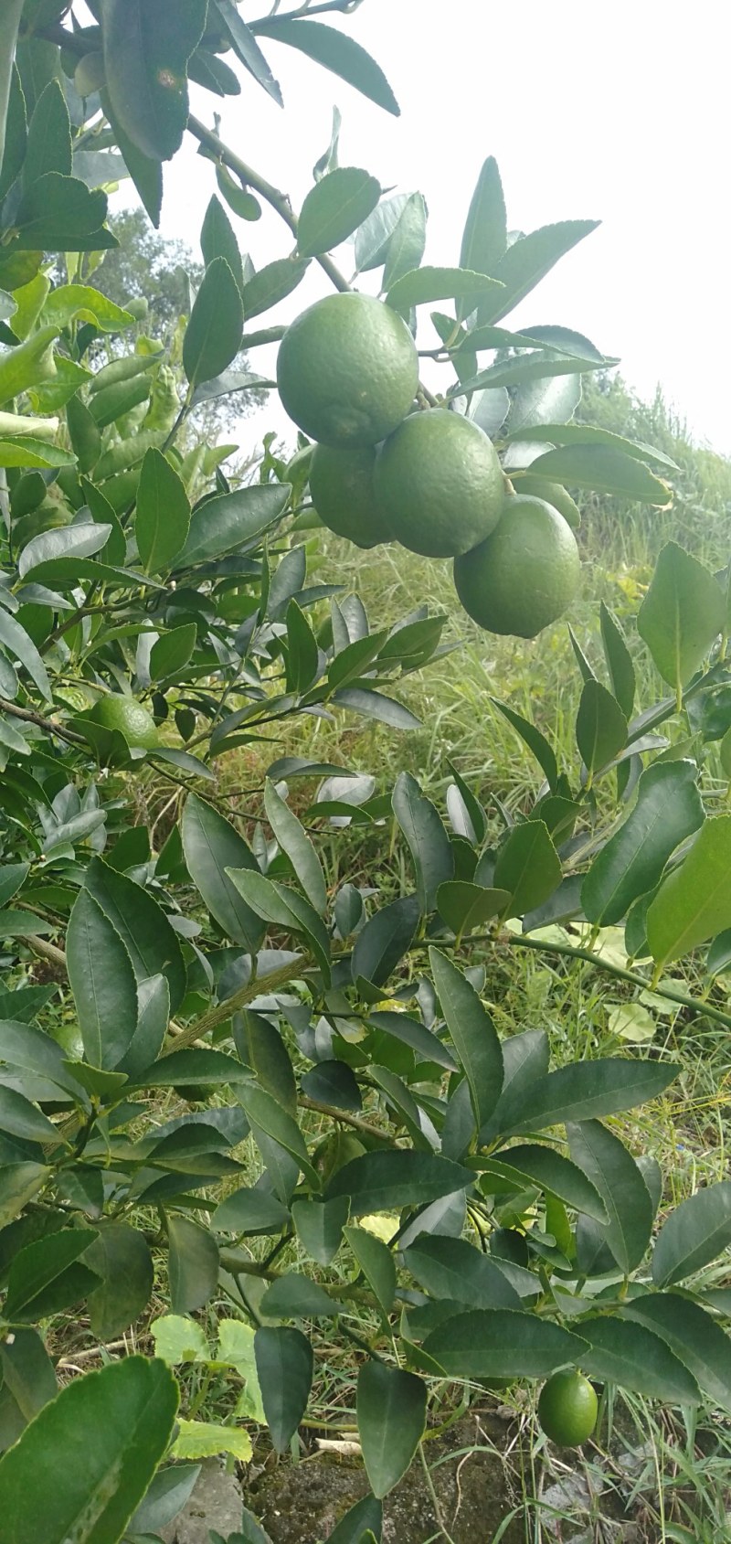 万州青柠檬孕妇水果奶茶店榨汁专用自产自销支持一件代发