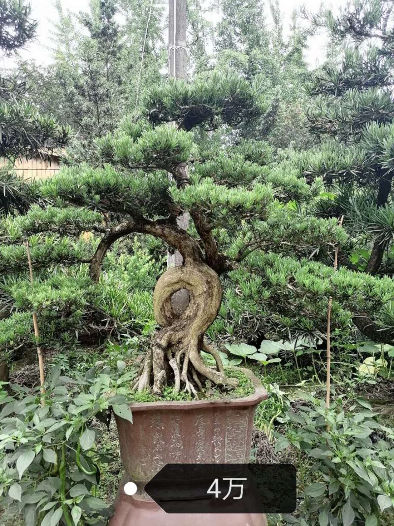 罗汉松造型价格多少，罗汉松造型成都货源，