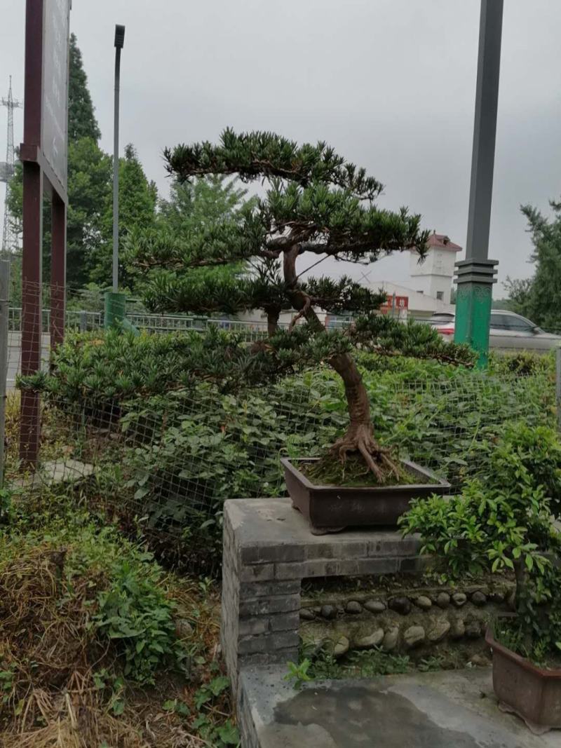 罗汉松造型价格多少，罗汉松造型成都货源，