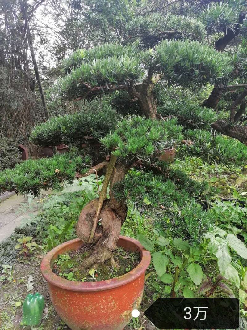 罗汉松造型价格多少，罗汉松造型成都货源，