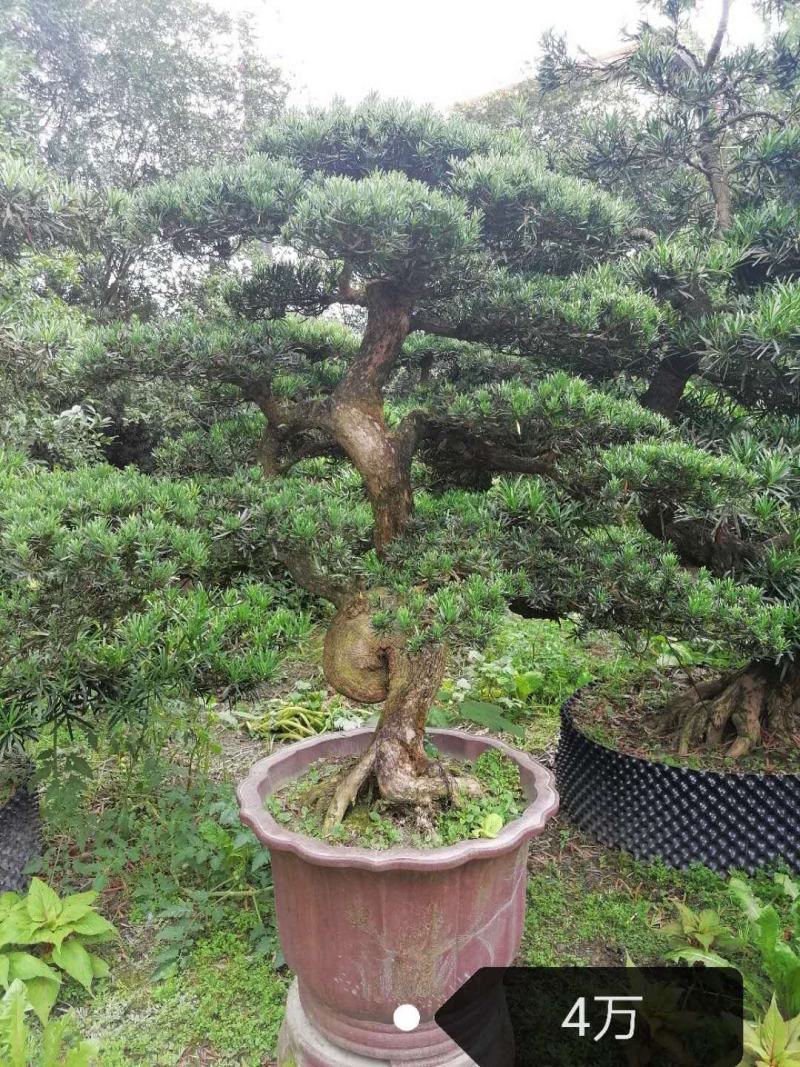 罗汉松造型价格多少，罗汉松造型成都货源，