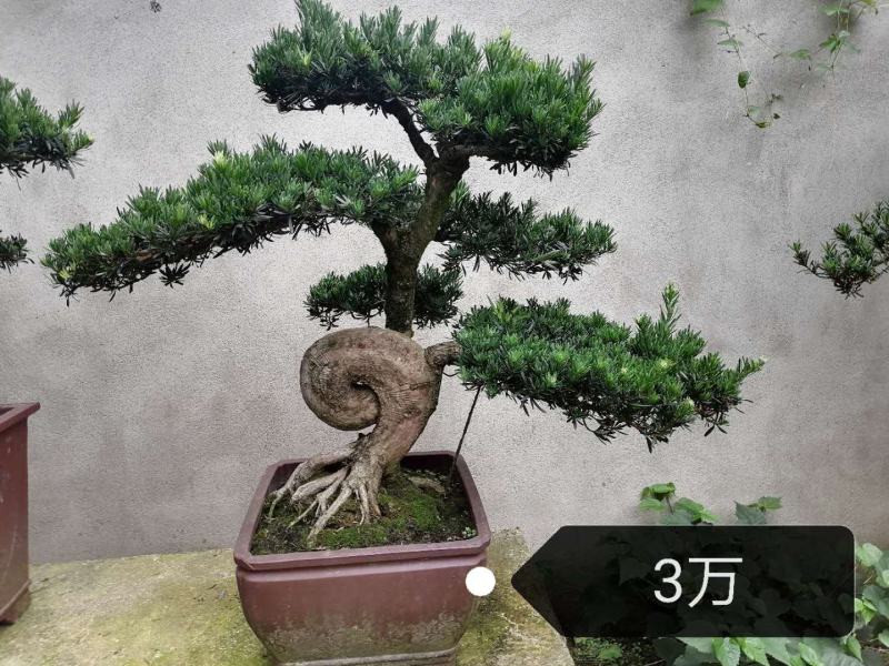 罗汉松造型价格多少，罗汉松造型成都货源，