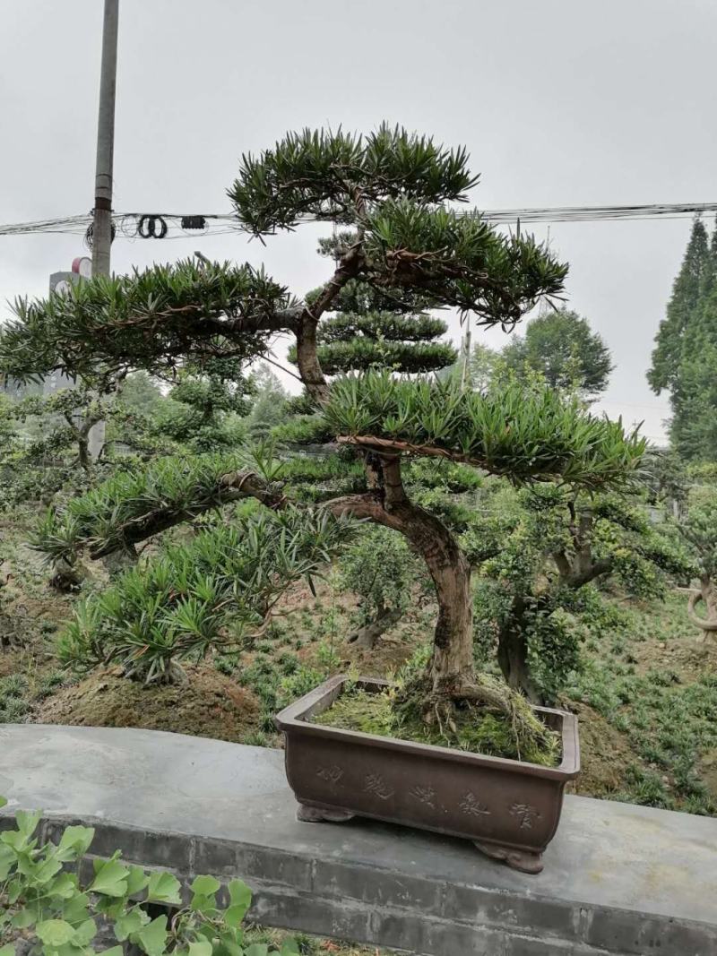 罗汉松造型价格多少，罗汉松造型成都货源，