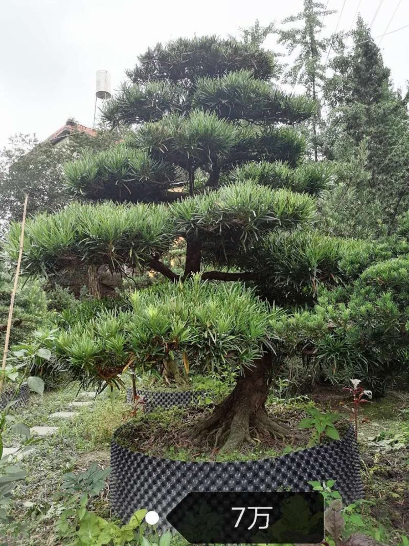 罗汉松造型价格多少，罗汉松造型成都货源，