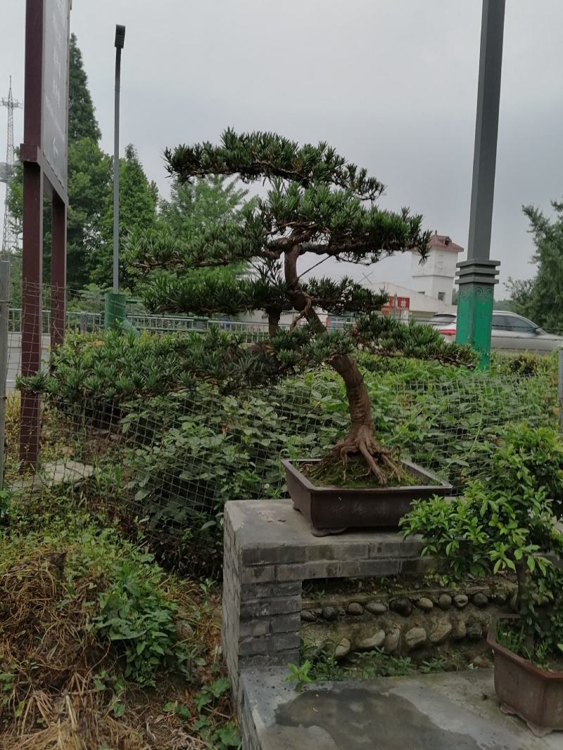 罗汉松造型价格多少，罗汉松造型成都货源，
