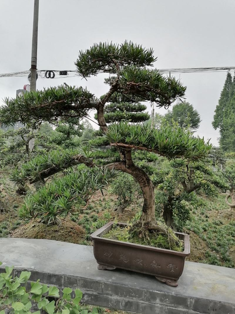 罗汉松造型价格多少，罗汉松造型成都货源，