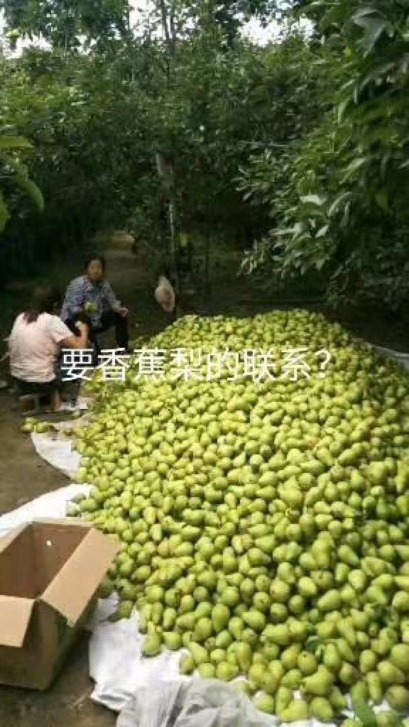 香蕉梨光果要的速与我联系，150~200g