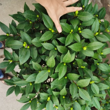 赤丹茶花一件起批大红赤丹香茶花