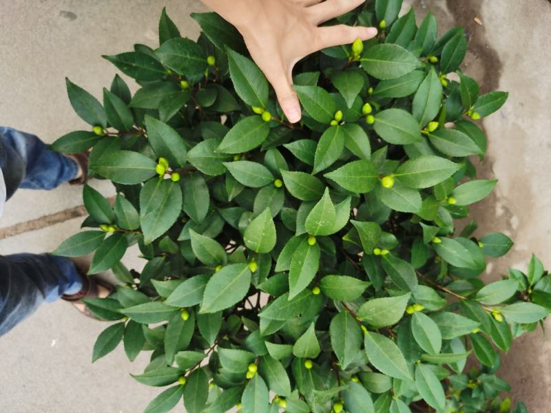 赤丹茶花一件起批大红赤丹香茶花