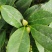 赤丹茶花一件起批大红赤丹香茶花