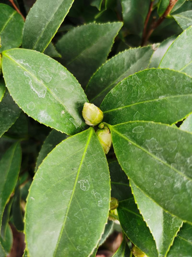 赤丹茶花一件起批大红赤丹香茶花
