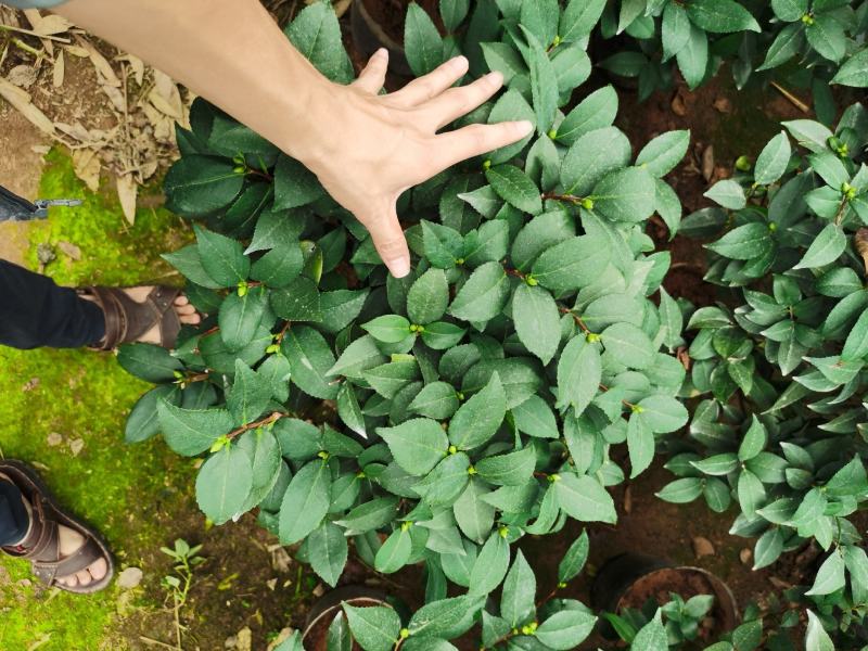 赤丹茶花一件起批大红赤丹香茶花