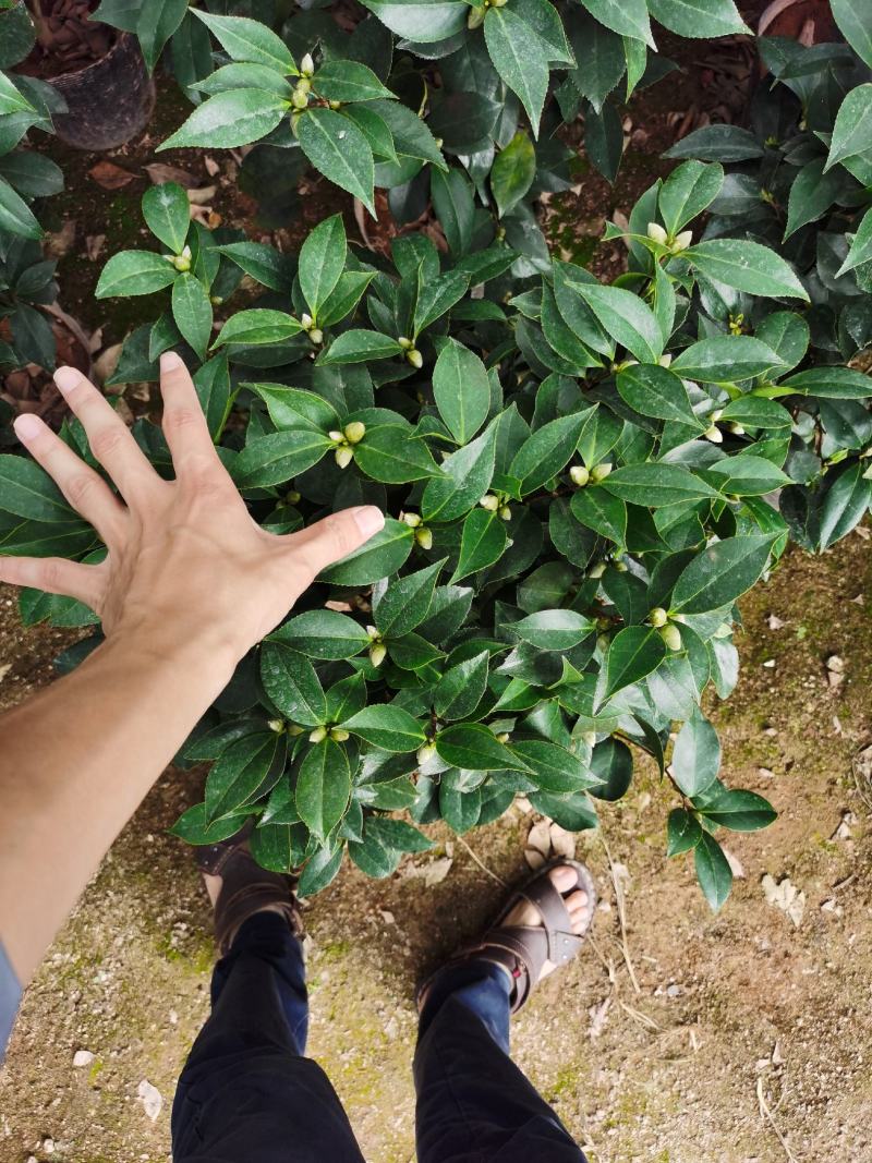 赤丹茶花一件起批大红赤丹香茶花