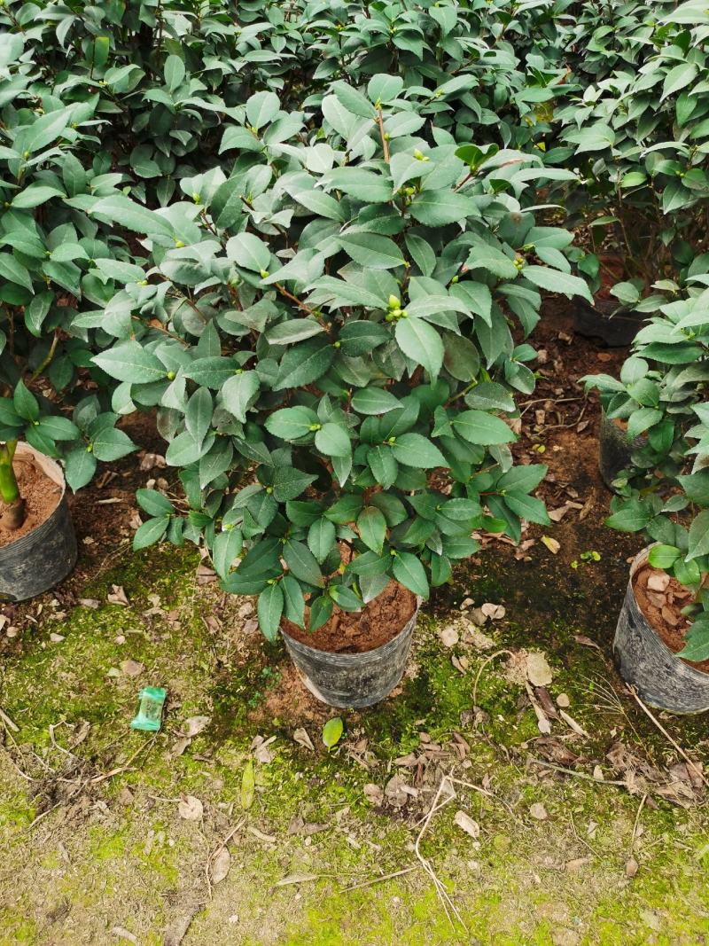 赤丹茶花一件起批大红赤丹香茶花