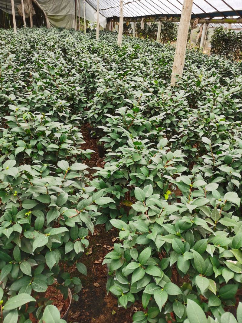 赤丹茶花一件起批大红赤丹香茶花