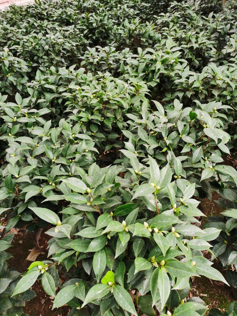 赤丹茶花一件起批大红赤丹香茶花