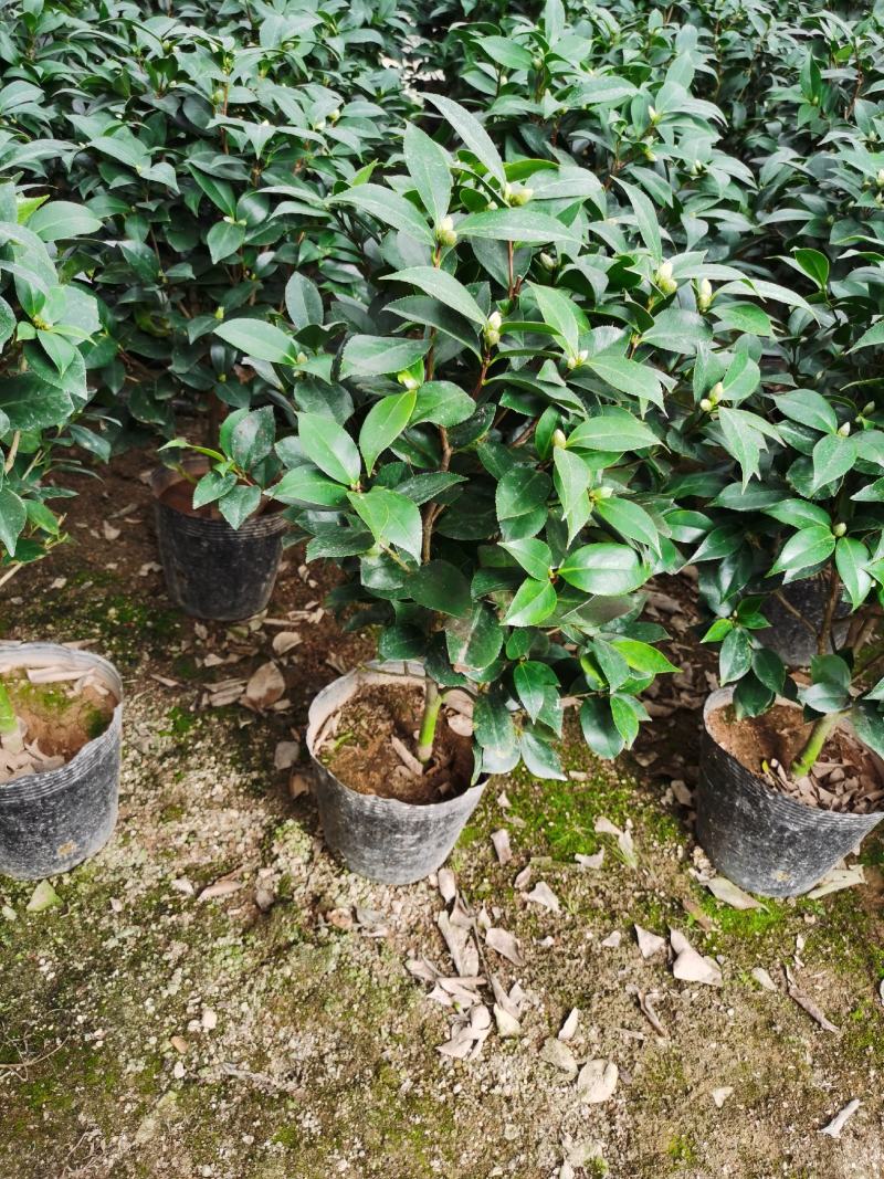赤丹茶花一件起批大红赤丹香茶花