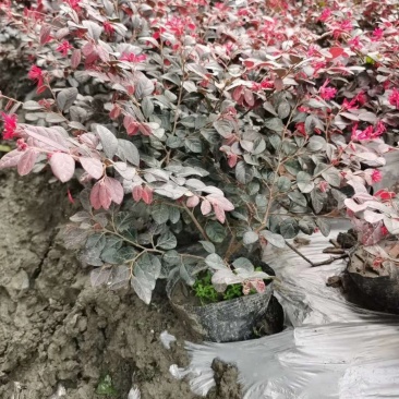 红花继木笼子货，高度35-45公分，冠幅30+40公分。