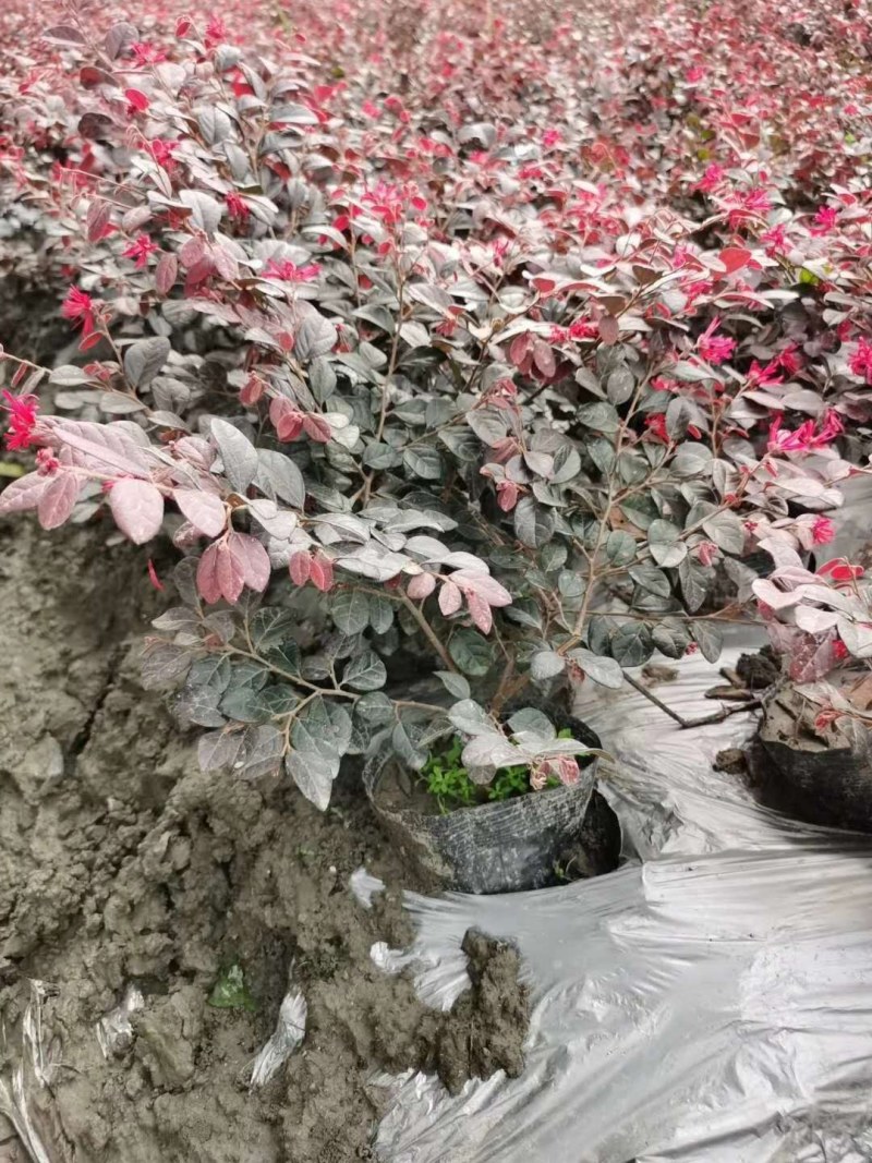 红花继木笼子货，高度35-45公分，冠幅30+40公分。