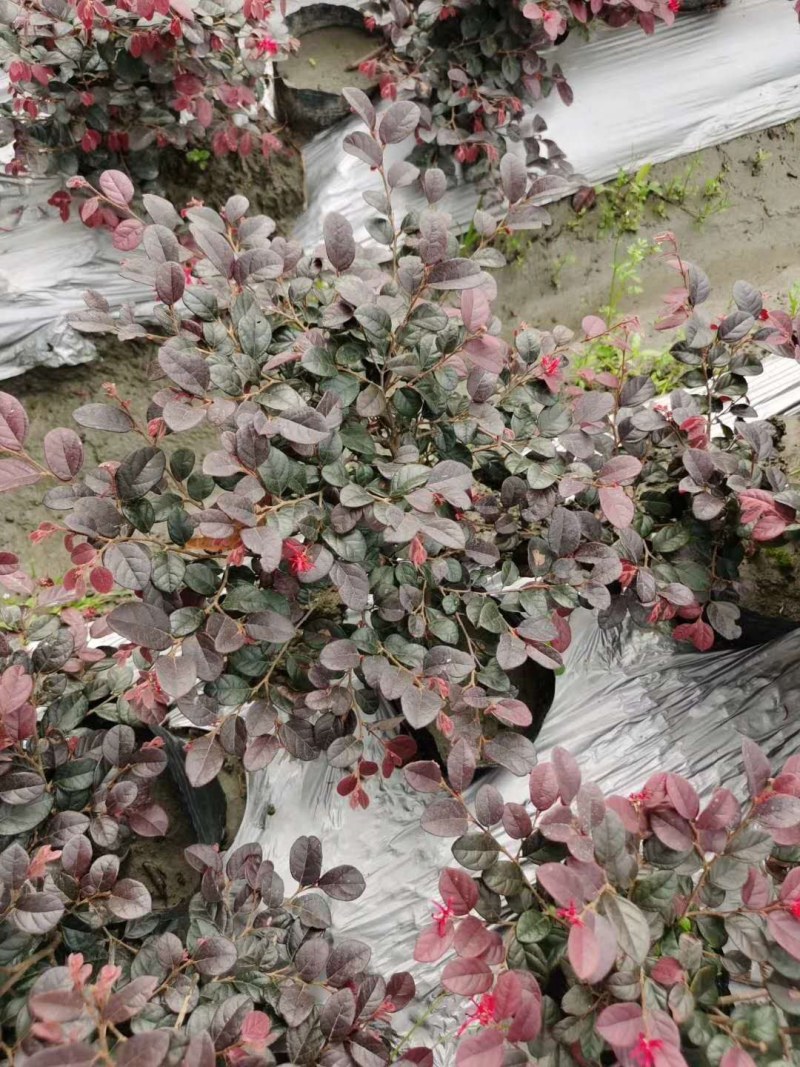 红花继木笼子货，高度35-45公分，冠幅30+40公分。